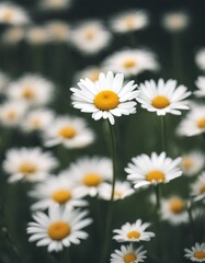 Fototapeta premium bloom white background big bud blossom marguerite flower composite botanic chrysanthemum spring summer