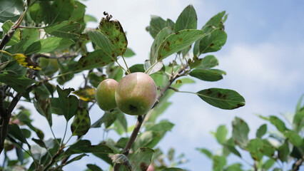 apples on tree