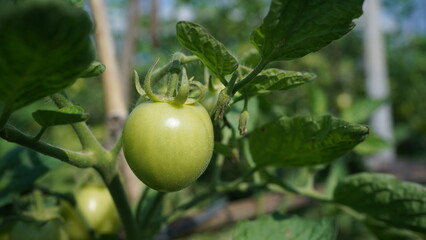 green tomato on a tree