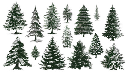 Fototapeta premium Detailed black and white illustrations of different evergreen trees showcasing their unique shapes and textures.