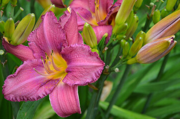 Obraz premium Hemerocallis 'Byzantine Emperor' closeup burgundy petals with yellow throat blooming daylily flower and bud in summer flowerbed. Closeup photo outdoors.