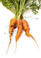 Fresh Organic Carrot Newly Harvested with Dirt Still on to the Root