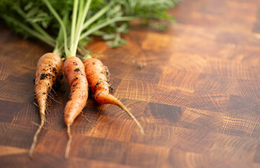 Fresh Organic Carrot Newly Harvested with Dirt Still on to the Root