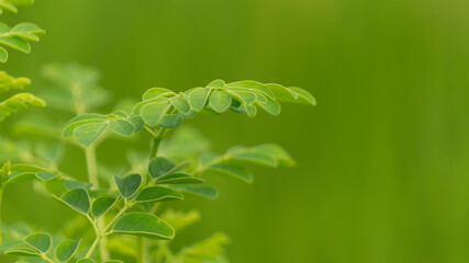 Moringa leaves, derived from the moringa oleifera tree, are vibrant green in color and renowned for their exceptional nutritional value