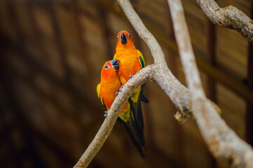 Close up portrait of colorful orange and green macaw parrot.Orange and green macaw parrot portrait.
