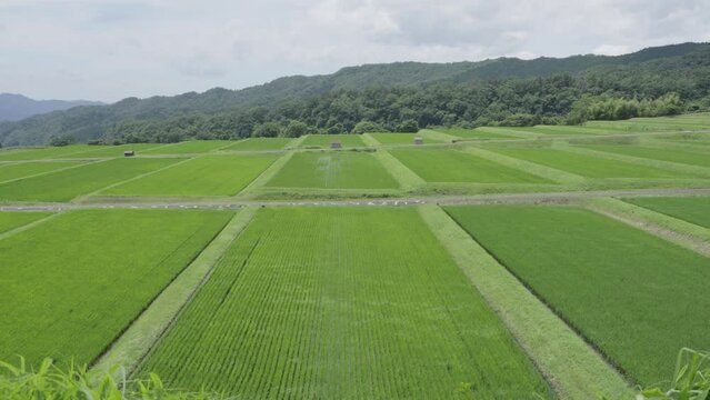Tottori,Japan - July 3, 2024: Rice terrace at the foot of Mt. Daisen, Tottori, Japan