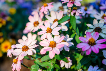 Pink and white flower.The sun shines on the flowers.	