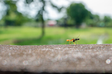 Orange ants carry the black ants back to their home.