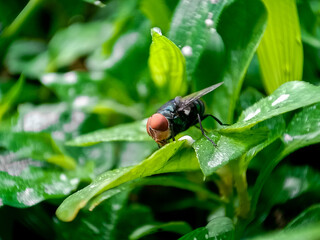 Cochliomyia hominivorax, the New World screw-worm fly, or screw-worm for short, is a species of parasitic fly that is well known for the way in which its larvae (maggots) eat the living tissue.