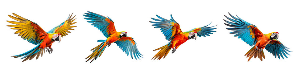 Obraz premium Flying macaw parrot collection isolated on transparent background