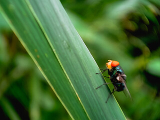 Cochliomyia hominivorax, the New World screw-worm fly, or screw-worm for short, is a species of parasitic fly that is well known for the way in which its larvae (maggots) eat the living tissue.