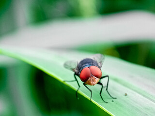 Cochliomyia hominivorax, the New World screw-worm fly, or screw-worm for short, is a species of...