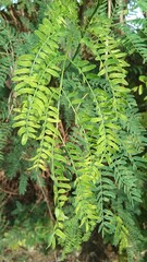 fern in the forest