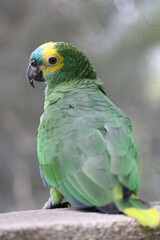 Turquoise fronted amazon