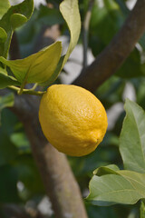 哲学の道のレモン