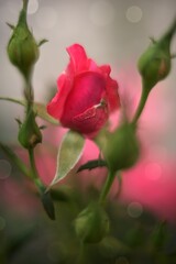 pink rose in the garden