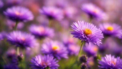 Fototapeta premium beautiful violet background nature flower bouquet aster red flowers purple decoration pink