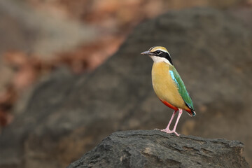 The Indian Pitta is a passerine bird native to the Indian subcontinent. It inhabits scrub jungle, deciduous and dense evergreen forest,  very colourful and it is usually shy