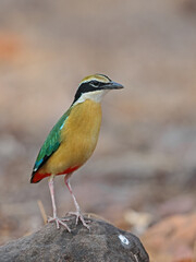 The Indian Pitta is a passerine bird native to the Indian subcontinent. It inhabits scrub jungle, deciduous and dense evergreen forest,  very colourful and it is usually shy