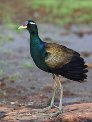 The Bronze-winged Jacana is a wader in the family Jacanidae. It is found across South and Southeast Asia. Like other jacanas it forages on lilies and other floating aquatic vegetation.
