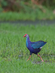 Grey-headed Swamphen is a species of Swamphen occurring from the Middle East and the Indian subcontinent to southern China and northern Thailand. Very common in Indian water bodies.
