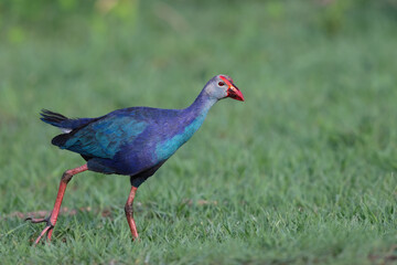 Grey-headed Swamphen is a species of Swamphen occurring from the Middle East and the Indian subcontinent to southern China and northern Thailand. Very common in Indian water bodies.