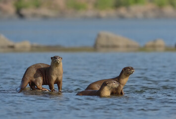 Smooth-coated Otter is a freshwater otter species from regions of South and Southwest Asia, majority of its numbers found in Southeast Asia. It has been ranked as 