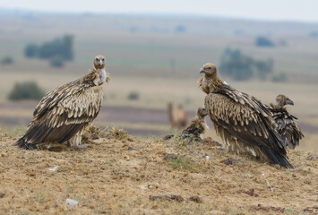 Himalayan griffon vulture is an Old World vulture native to the Himalayas and the adjoining Tibetan Plateau. It is one of the two largest Old World vultures and true raptor.