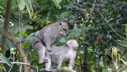 Monkeys in Bali mating
