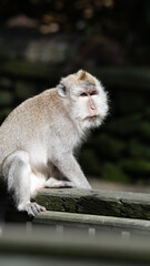 Naklejka premium Monkey in Bali