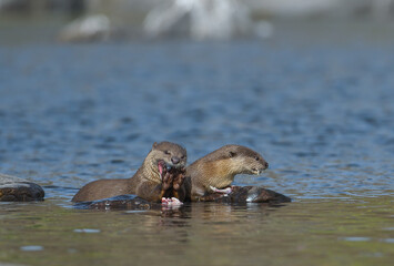 Fototapeta premium Smooth-coated Otter is a freshwater otter species from regions of South and Southwest Asia, majority of its numbers found in Southeast Asia. It has been ranked as 