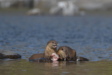 Fototapeta premium Smooth-coated Otter is a freshwater otter species from regions of South and Southwest Asia, majority of its numbers found in Southeast Asia. It has been ranked as 