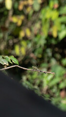 dragonfly on a branch