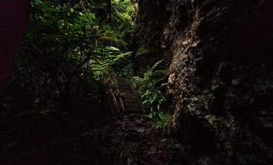 tree in the forest
