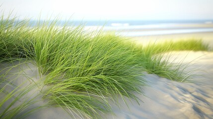 A coastal grassy dune, showing the resilience of beach grass against the salty sea air and sand, highlighting its rough texture and sturdiness.