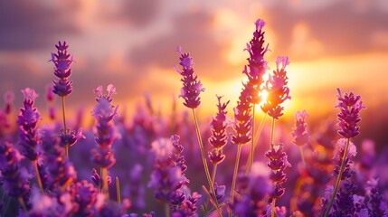 Obraz premium A meadow of bright purple lavender, their slender stems swaying gently in the wind under a sunset sky painted with pastel hues. The focus is on the delicate blooms of the flowers.