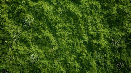A dense mossy surface seen from above, covering the ground like a carpet, ideal for use in graphics depicting off-trail hiking or wilderness exploration.