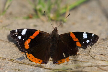 Lepidoptera Vanessa atalanta aka red admiral butterfly with damaged injured wing.