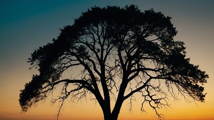 Image of silhouette tree in sunset