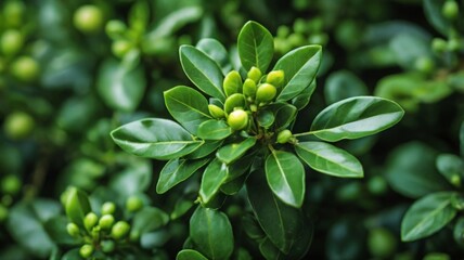 Obraz premium Close-up of fresh green Buxus sempervirens leaves, showing the natural pattern and texture of the evergreen bush