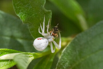 A crab spider eating a fly