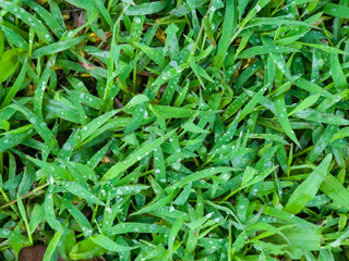 Fototapeta premium Fresh Dew-Kissed. fresh green grass blades adorned with glistening dew drops, water droplets nature in the morning. rain, dew, adding a refreshing. shades of green create a lush and natural texture.