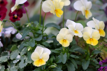 yellow and white flowers