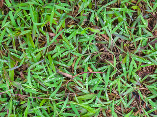 Fresh Dew-Kissed. fresh green grass blades adorned with glistening dew drops, water droplets nature in the morning. rain, dew, adding a refreshing. shades of green create a lush and natural texture.