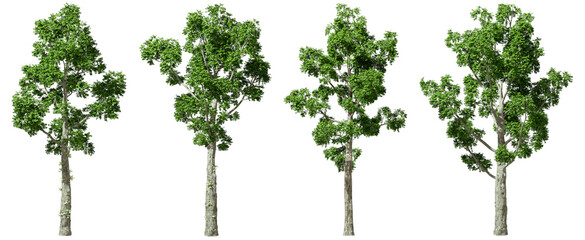 Obraz premium Cut out grand trees serenity on transparent backgrounds 3d render png