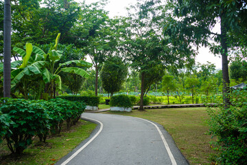 Pathway walk way park green tropical tree forest nature public park