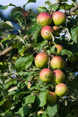 Apple tree with unripe apples. Small orchard on the garden. Czech republic.