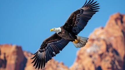 Obraz premium Majestic bald eagle soaring blue sky powerful wingspan wildlife nature bird of prey