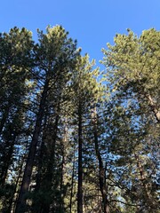 pine trees in a forest beneath a bright blue summer sky - Big Bear, California