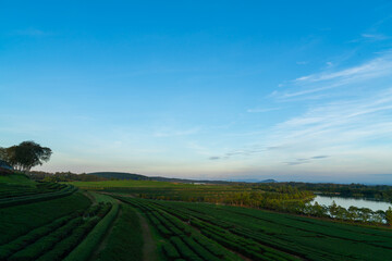 tea plantation on mountain in morning